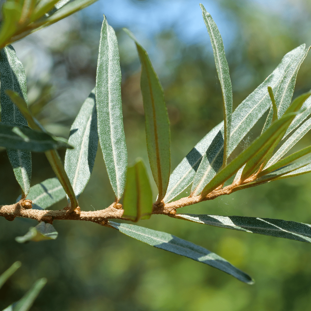 Argousier | Feuille entière séchée (Hippophae rhamnoides)