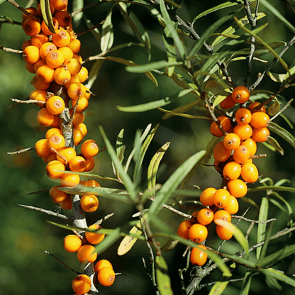 Argousier | Pulpe séchée (Hippophae rhamnoides)