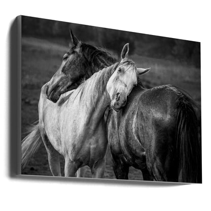 Impression sur toile Chevaux sous la pluie chaude