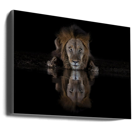 Lion Drinking with a Dark Water Reflection Canvas Wall Art | A Lion at The Night