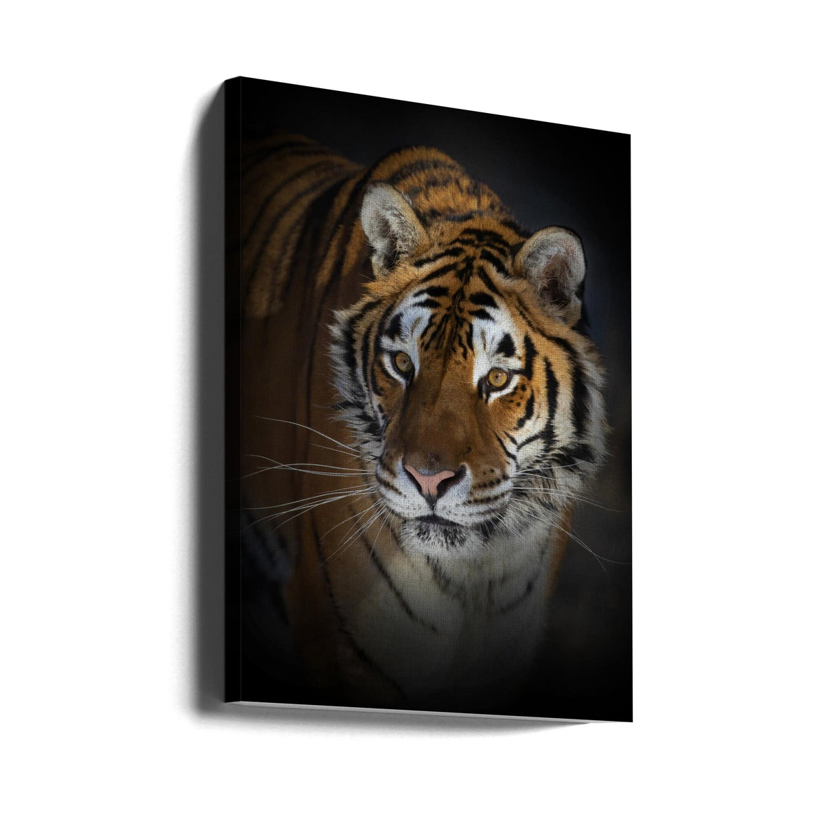 Décoration murale Portrait d'un tigre de Sibérie