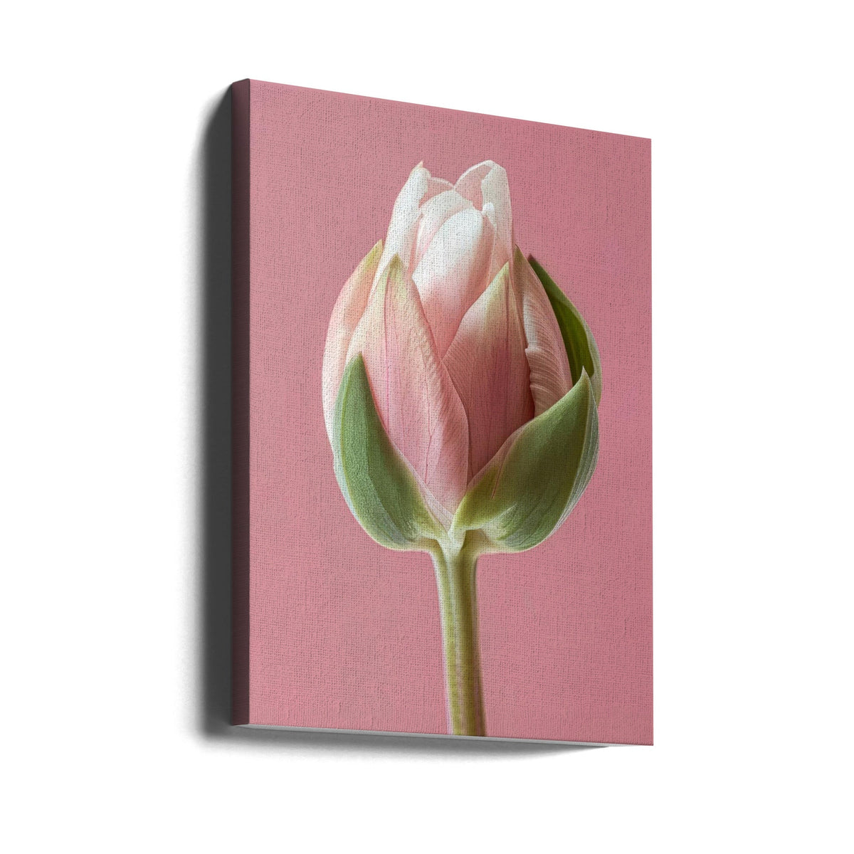 Décoration murale Tulipe Rose