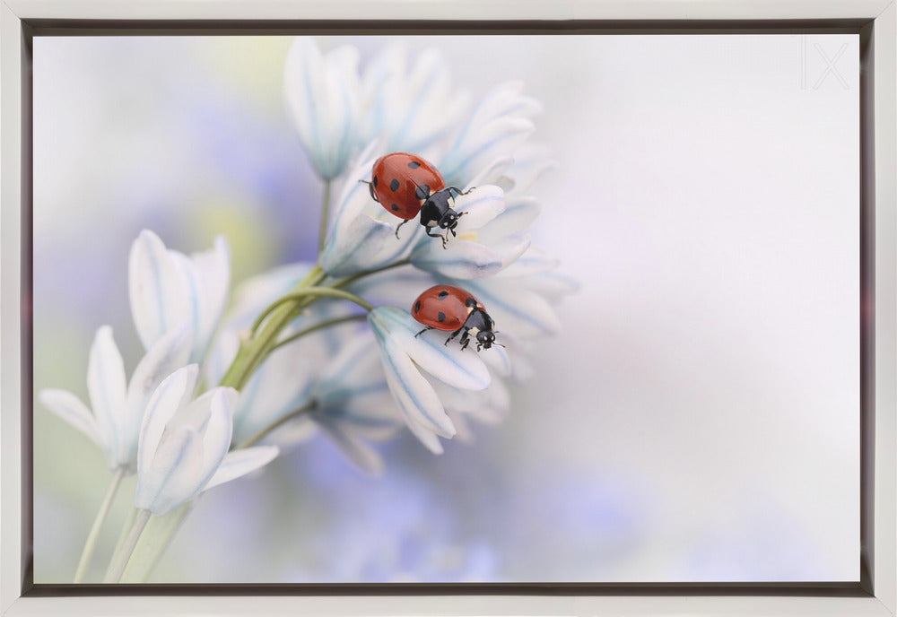 Décoration murale Coccinelles
