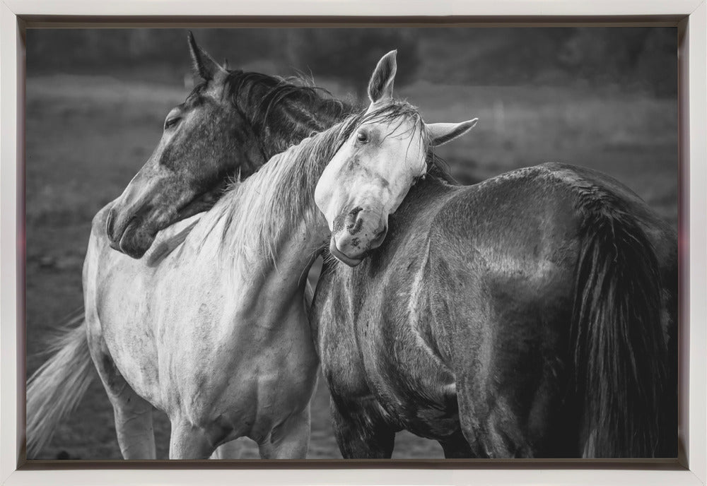 Impression sur toile Chevaux sous la pluie chaude