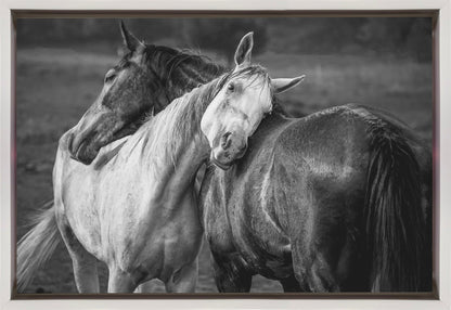 Impression sur toile Chevaux sous la pluie chaude
