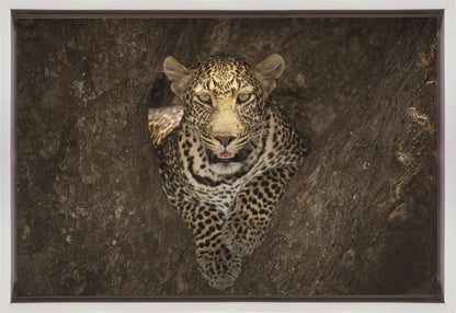 Art mural Léopard se reposant sur un arbre au Masai Mara