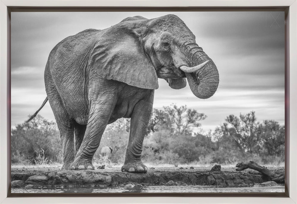 Art mural Fierté. Éléphant