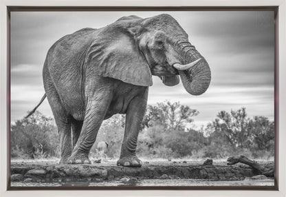 Art mural Fierté. Éléphant