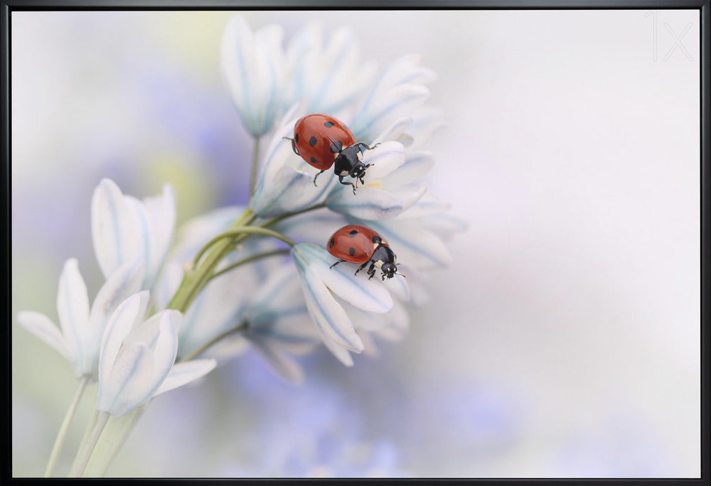 Décoration murale Coccinelles