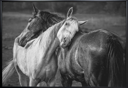 Impression sur toile Chevaux sous la pluie chaude