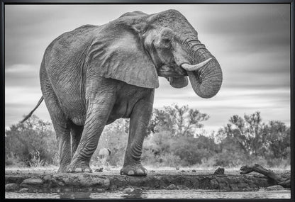 Art mural Fierté. Éléphant