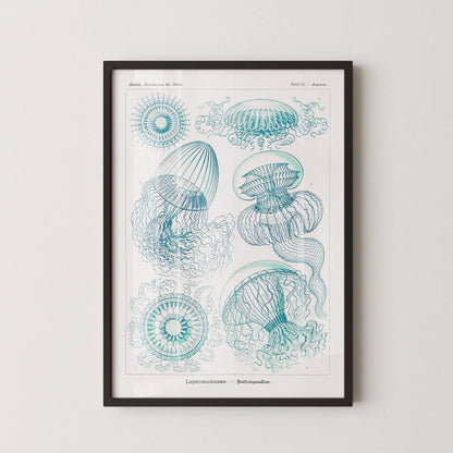 Ernst Haeckel Jellyfish Print: Vintage Marine Life Art