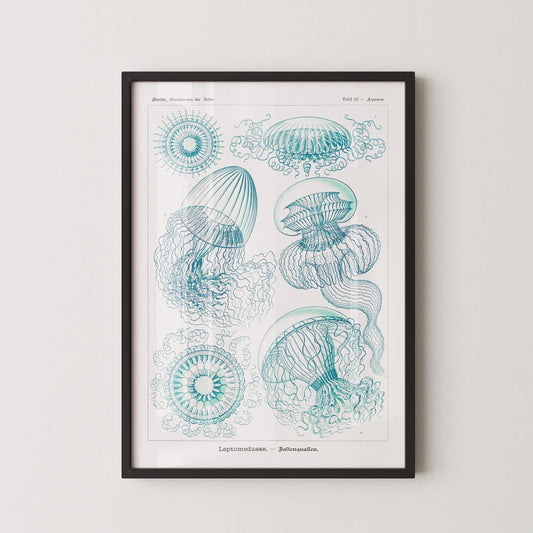Ernst Haeckel Jellyfish Print: Vintage Marine Life Art