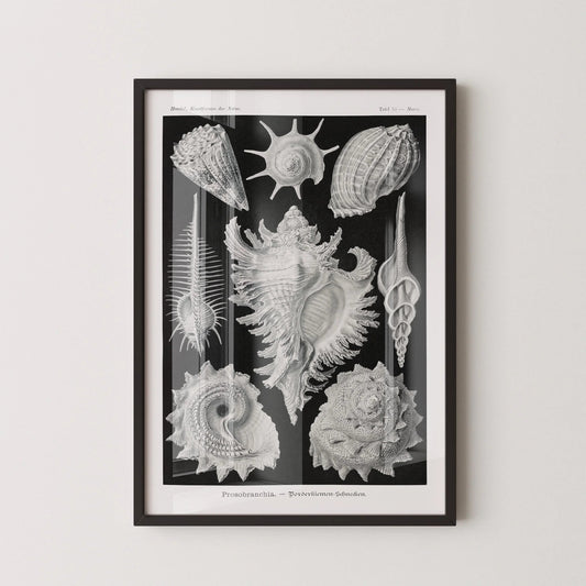 Ernst Haeckel Shells Art Print: Black and White Marine Life