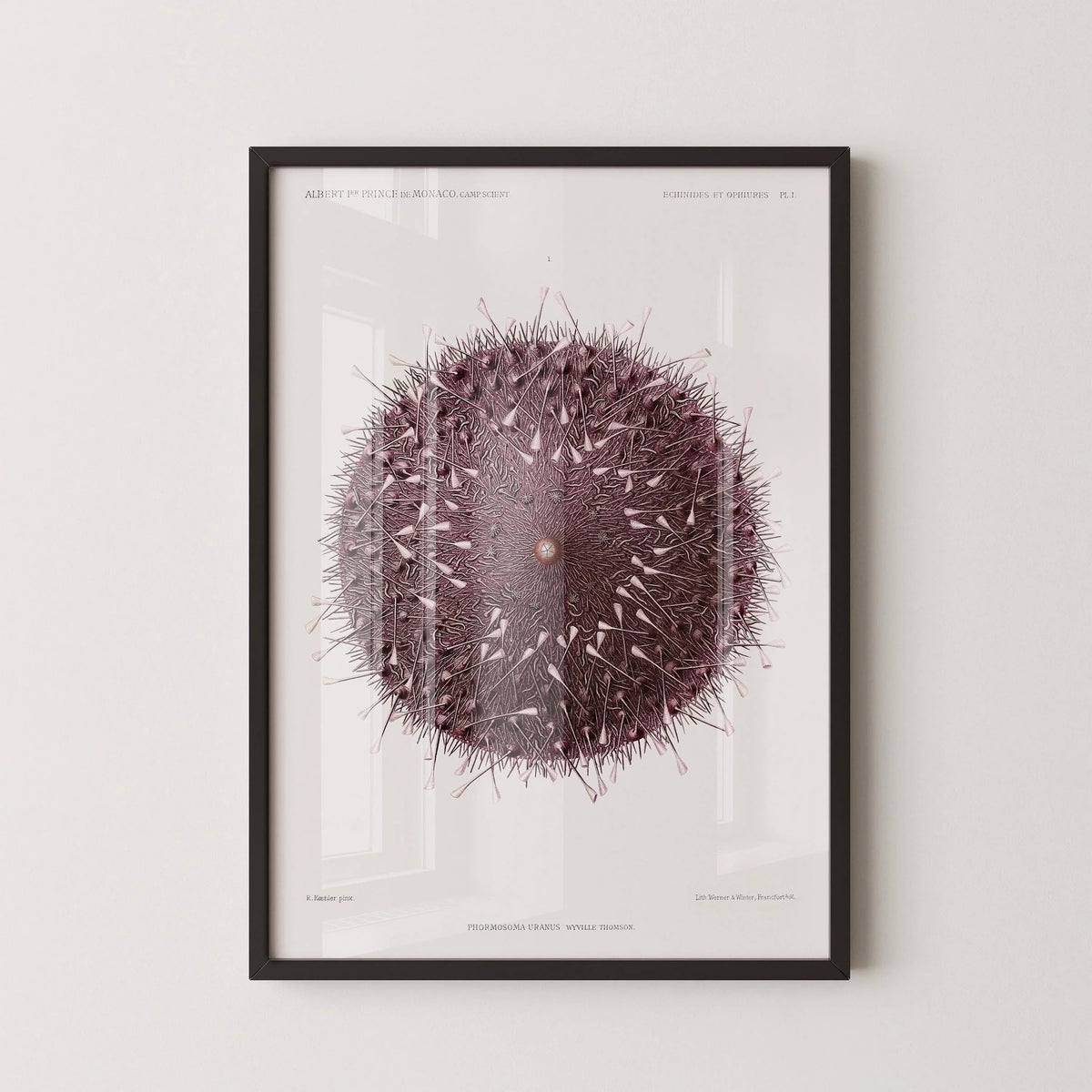 Vintage Sea Urchin Print: Prince Albert I Illustration, Marine Life Art