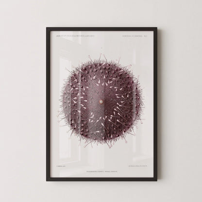 Vintage Sea Urchin Print: Prince Albert I Illustration, Marine Life Art