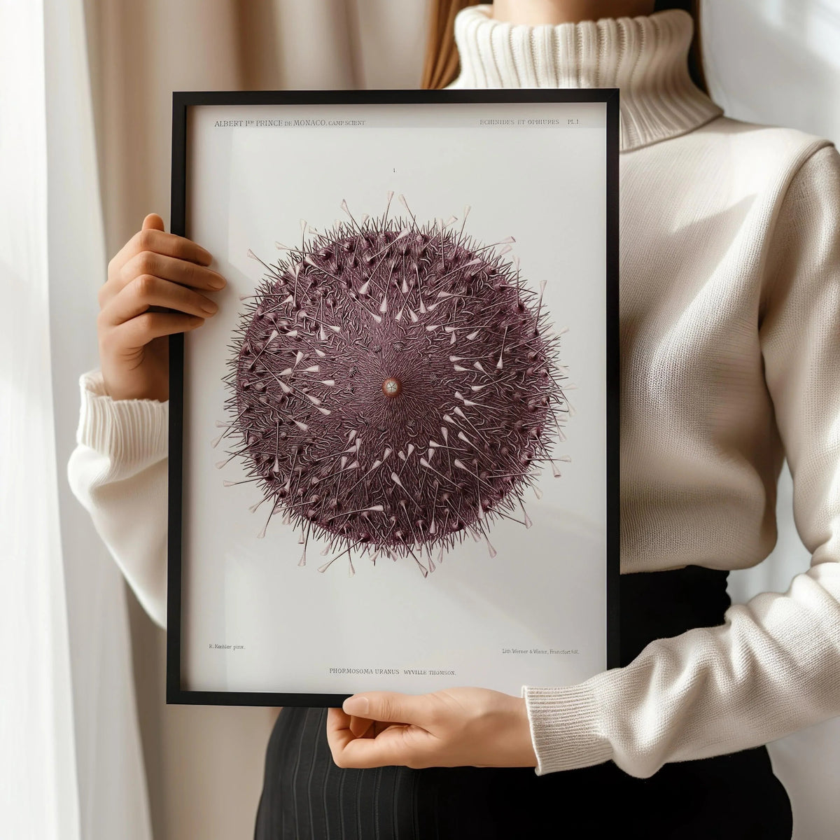 Vintage Sea Urchin Print: Prince Albert I Illustration, Marine Life Art