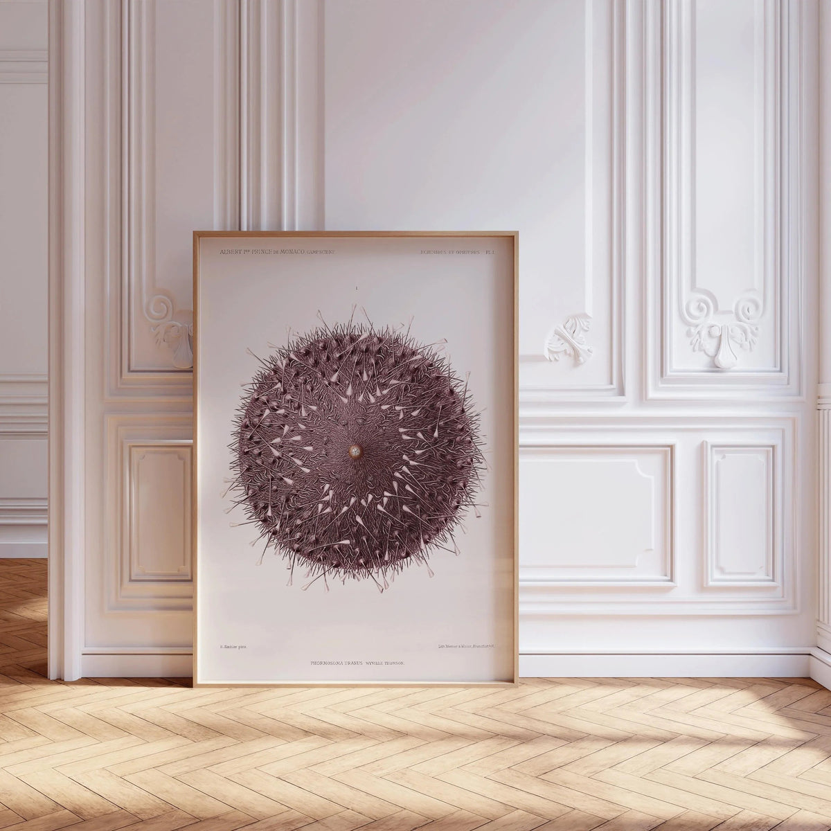 Vintage Sea Urchin Print: Prince Albert I Illustration, Marine Life Art