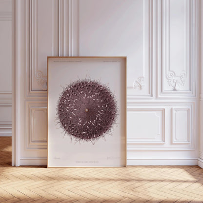 Vintage Sea Urchin Print: Prince Albert I Illustration, Marine Life Art