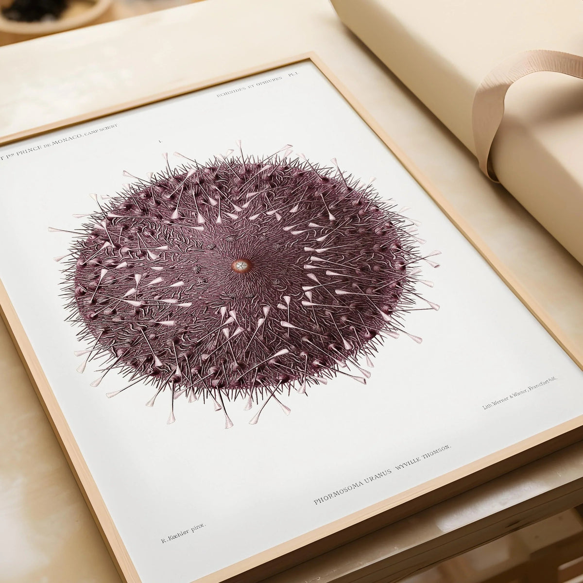 Vintage Sea Urchin Print: Prince Albert I Illustration, Marine Life Art