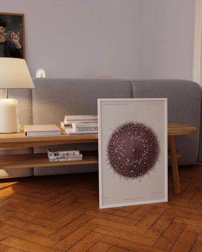 Vintage Sea Urchin Print: Prince Albert I Illustration, Marine Life Art