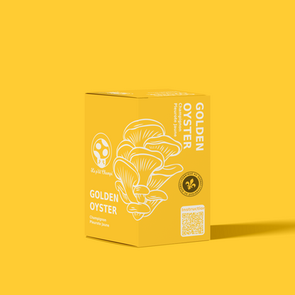 Kit de culture de pleurotes jaunes