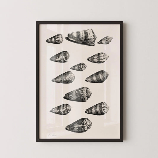 Maria Sybilla Merian Shells Print: Black and White Marine Life Art