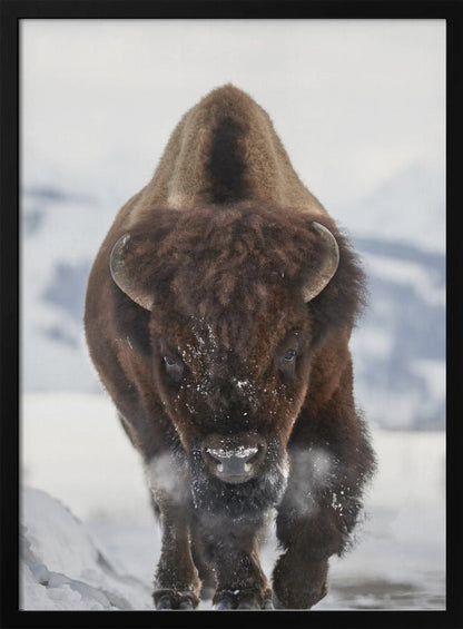 Décoration murale Bison En approche