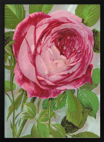 Art mural rose, lithographie de Madame John Laing