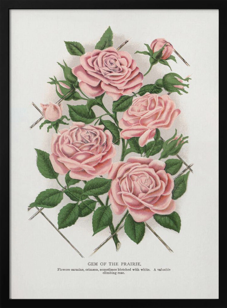 Art Mural Rose Rose, Lithographie Gemme de la Prairie