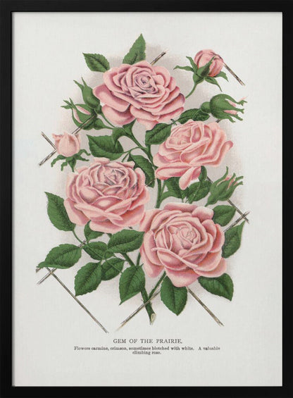 Art Mural Rose Rose, Lithographie Gemme de la Prairie