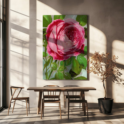 Art mural rose, lithographie de Madame John Laing
