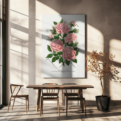 Art Mural Rose Rose, Lithographie Gemme de la Prairie