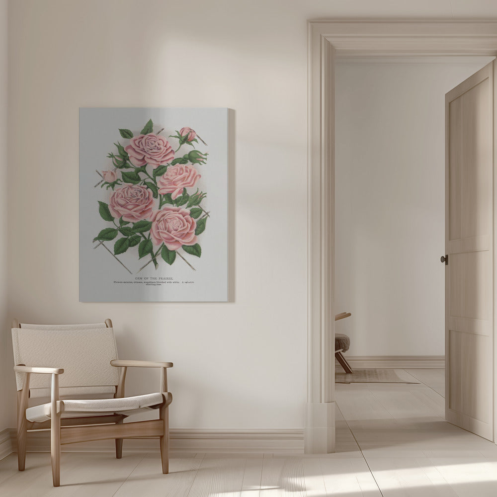Art Mural Rose Rose, Lithographie Gemme de la Prairie