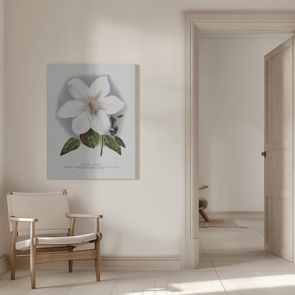 Wall Art Clematis Flower Lithograph