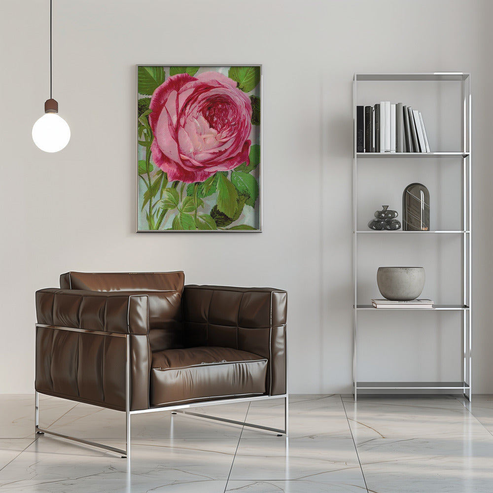 Art mural rose, lithographie de Madame John Laing