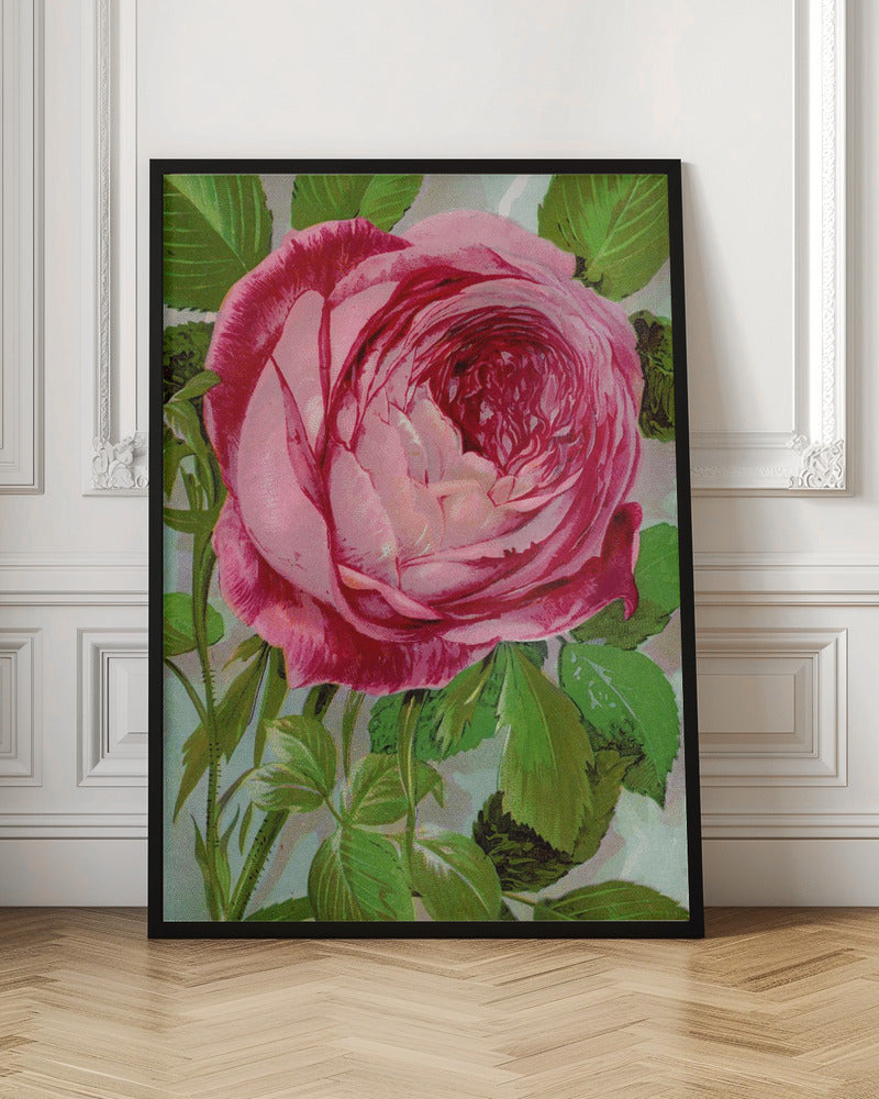 Art mural rose, lithographie de Madame John Laing