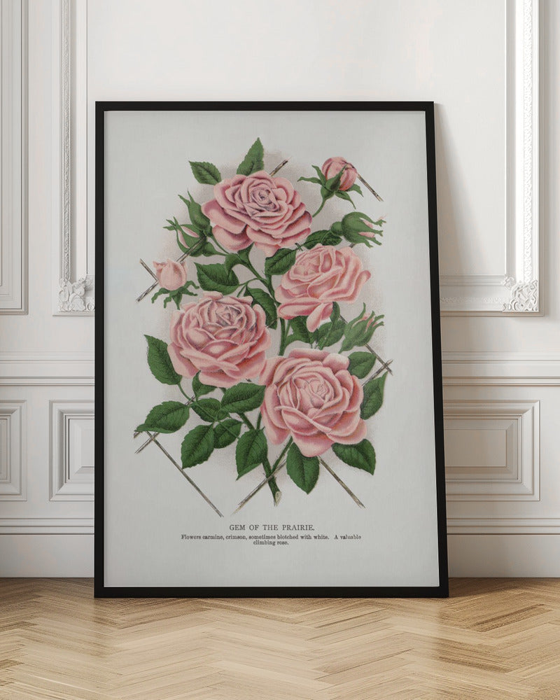 Art Mural Rose Rose, Lithographie Gemme de la Prairie