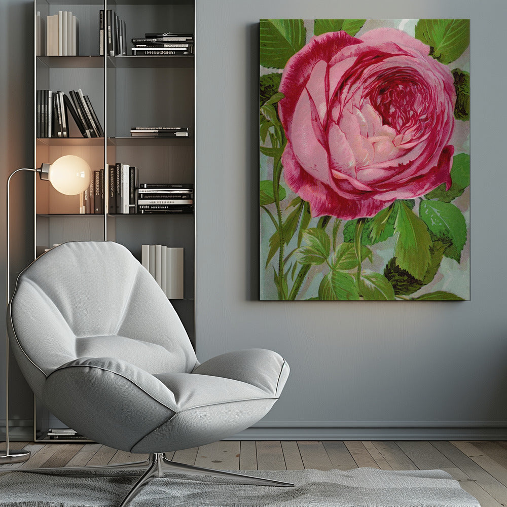 Art mural rose, lithographie de Madame John Laing