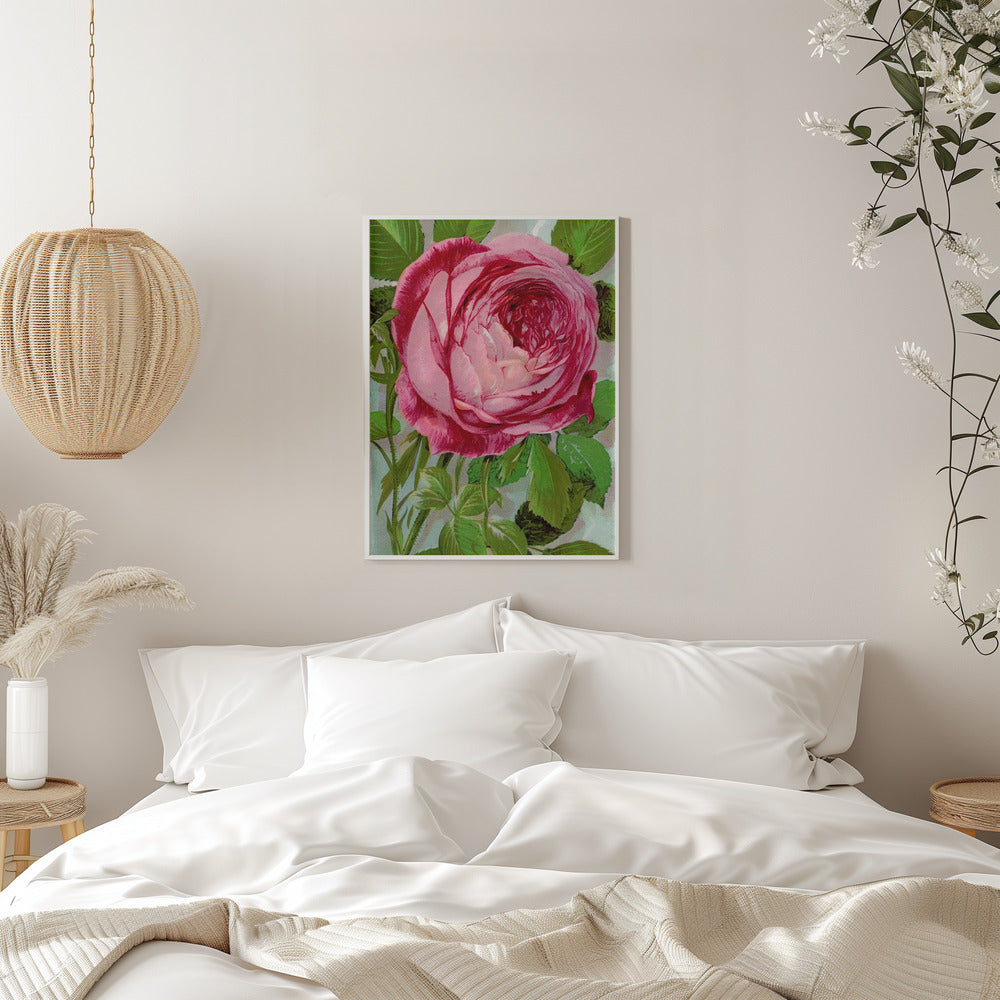 Art mural rose, lithographie de Madame John Laing