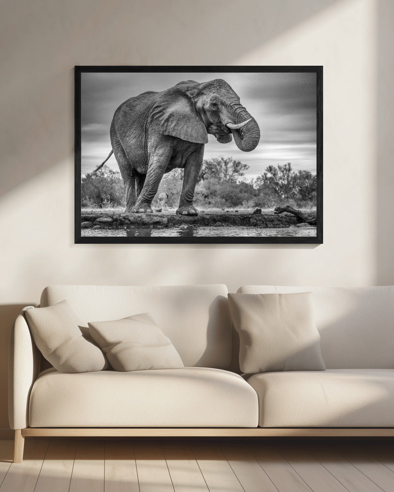 Art mural Fierté. Éléphant