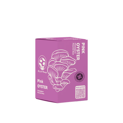 Kit de pleurotes roses