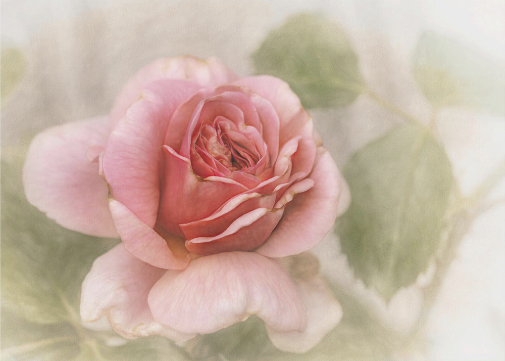 Décoration murale rose lisse