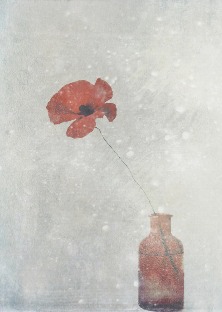 Décoration murale Coquelicot d'hiver