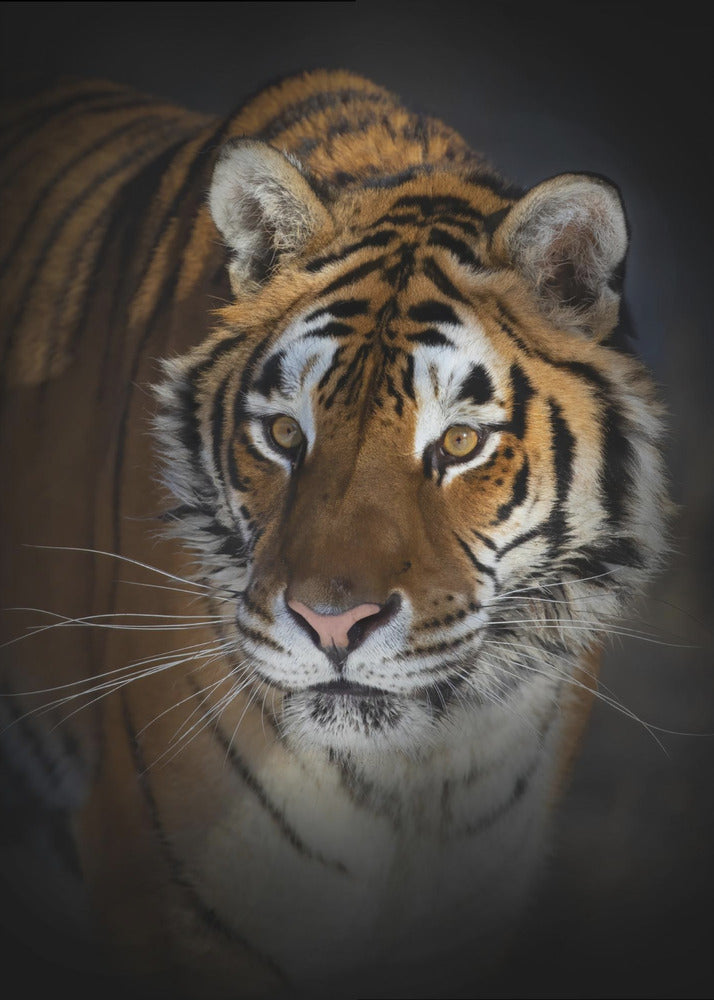 Décoration murale Portrait d'un tigre de Sibérie
