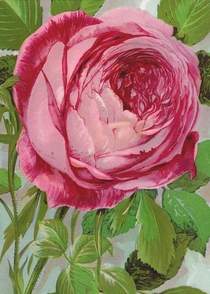 Art mural rose, lithographie de Madame John Laing