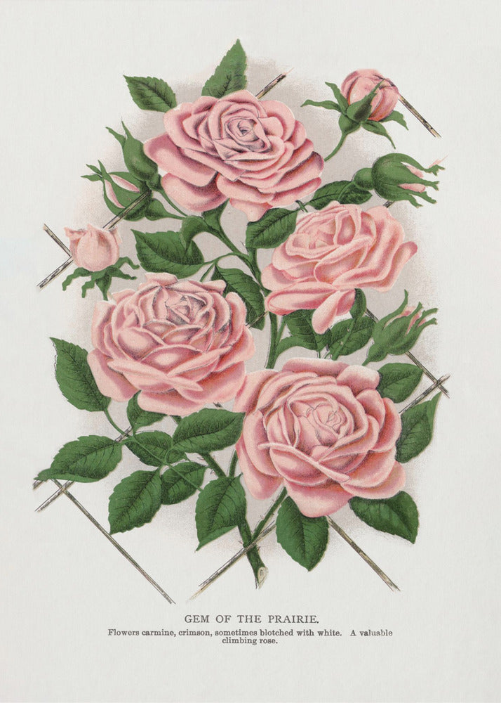 Art Mural Rose Rose, Lithographie Gemme de la Prairie