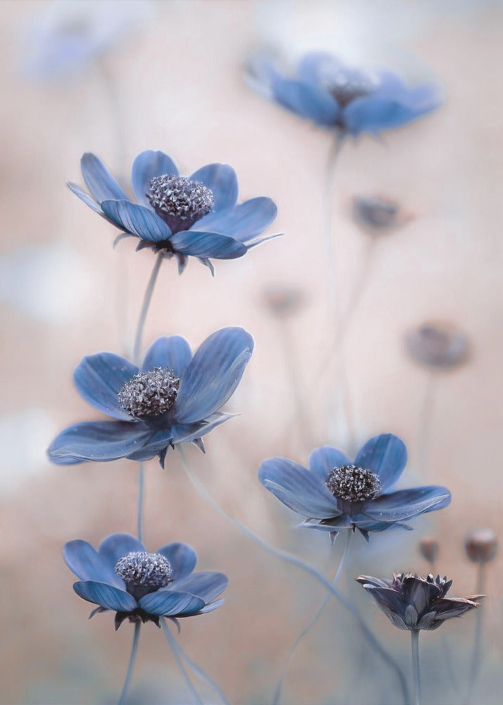 Art mural Cosmos bleu
