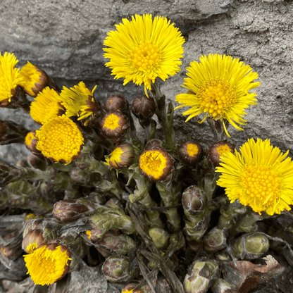 Tussilage | Fleur entière séchée (Tussilago farfara)